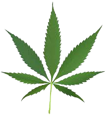 Cannabis-
